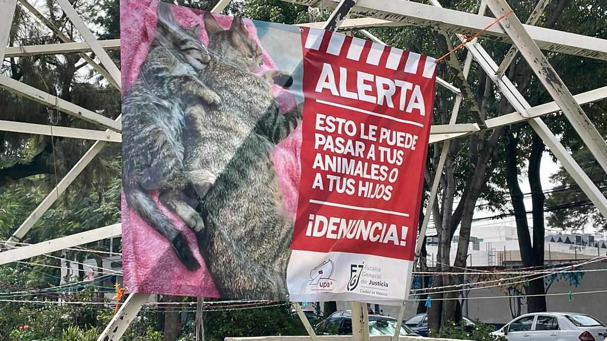 Vecinos de Miguel Hidalgo alertan sobre asesino de mascotas