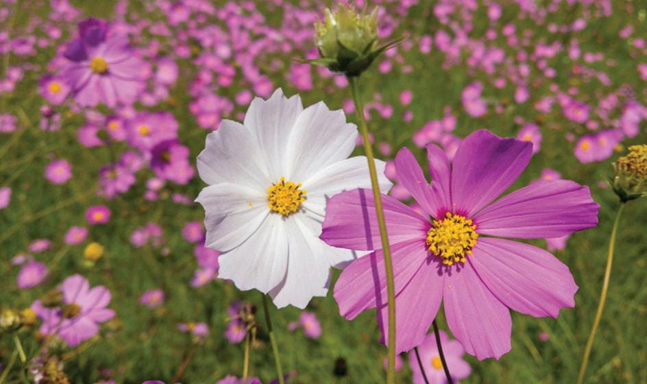 "Se acentúa en regiones en donde se alcanza una mayor altitud" | Iván Carmona.