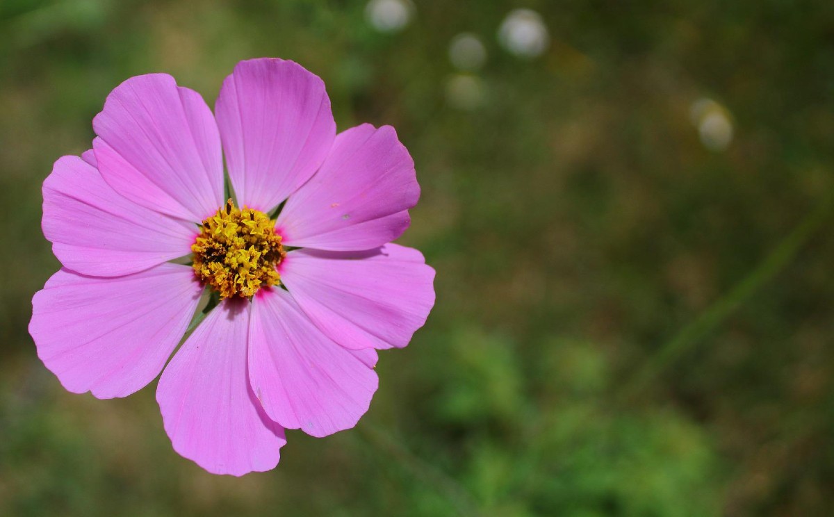 "Mirasol. Su forma de propagación se da a través de semillas".
