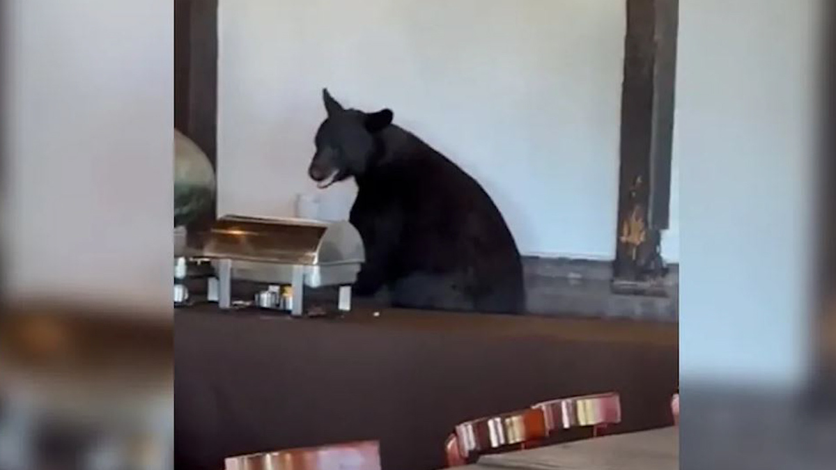 Oso entra a restaurante de hotel en Parque Ecológico Chipinque, intentan ahuyentarlo