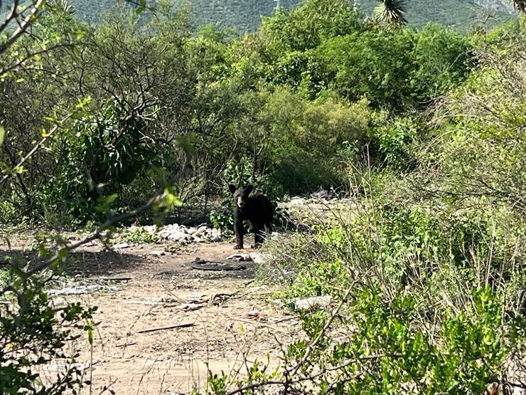Un oso de entre 50 y 70 kilogramos fue encontrado en un monte. Foto: Especial