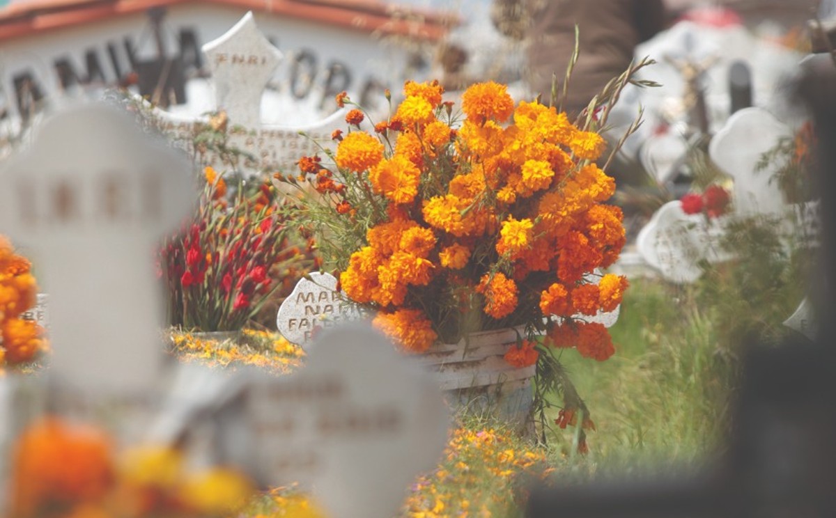 "Repunta venta de flor de cempasúchil" | Tania Contreras.