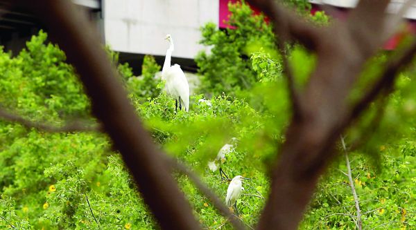 En el caso de las aves, los cambios de la temperatura en la parte norte es lo que las mueve hacia el sur. ROBERTO ALANÍS