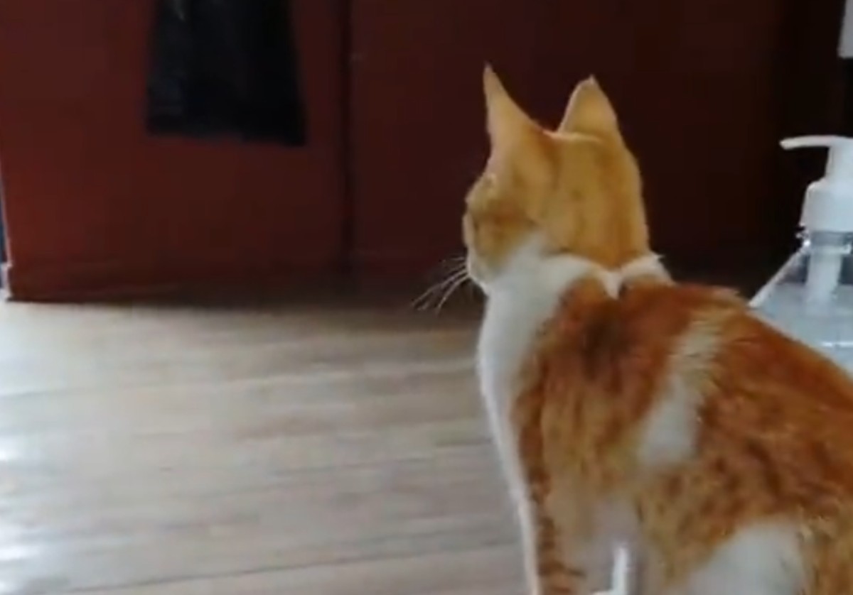 El felino estuvo en la mesa de votación en Perú. | Foto de video de InfoAndes