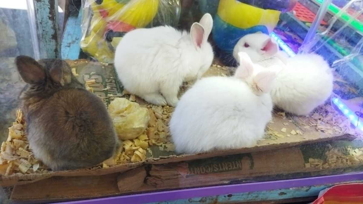 En juegos de destreza, los animales son usados como premios a los participantes (Elizabeth Hernàndez)