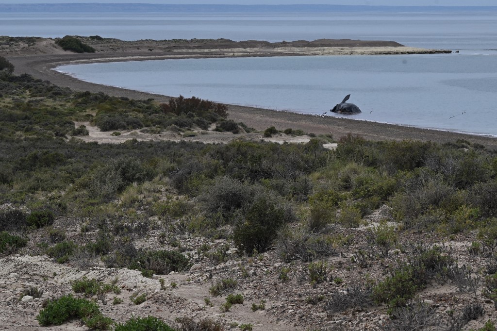 Una ballena franca austral (Eubalaena australis) muerta yace en el agua en la orilla de la playa Casino en Puerto Madryn, Argentina. (AFP)