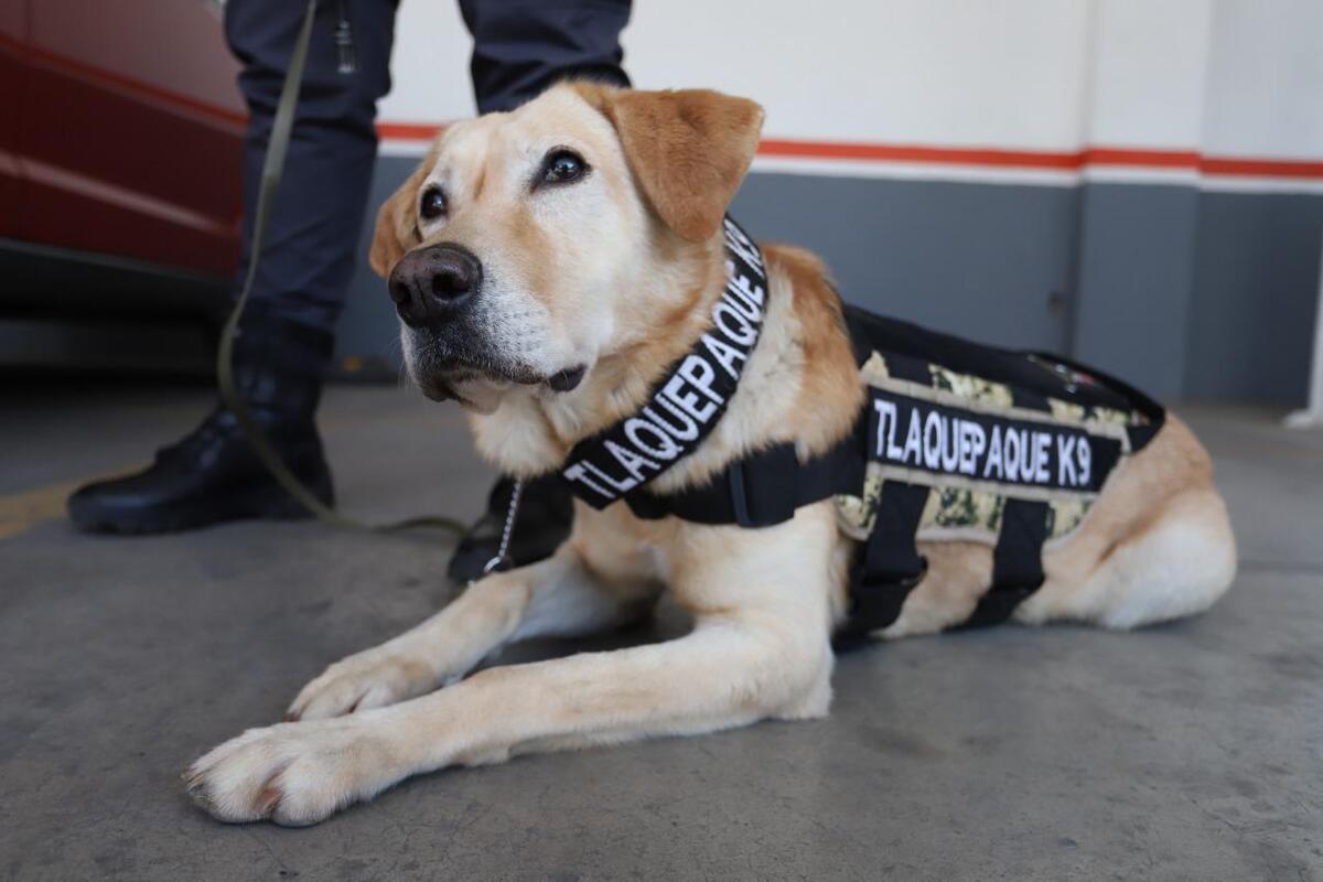 Canela, era ocicial canino de Tlaquepaque. (Cortesía)