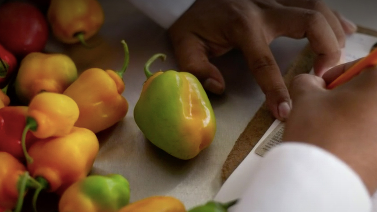 Coordinan Senasica esfuerzos con importadores