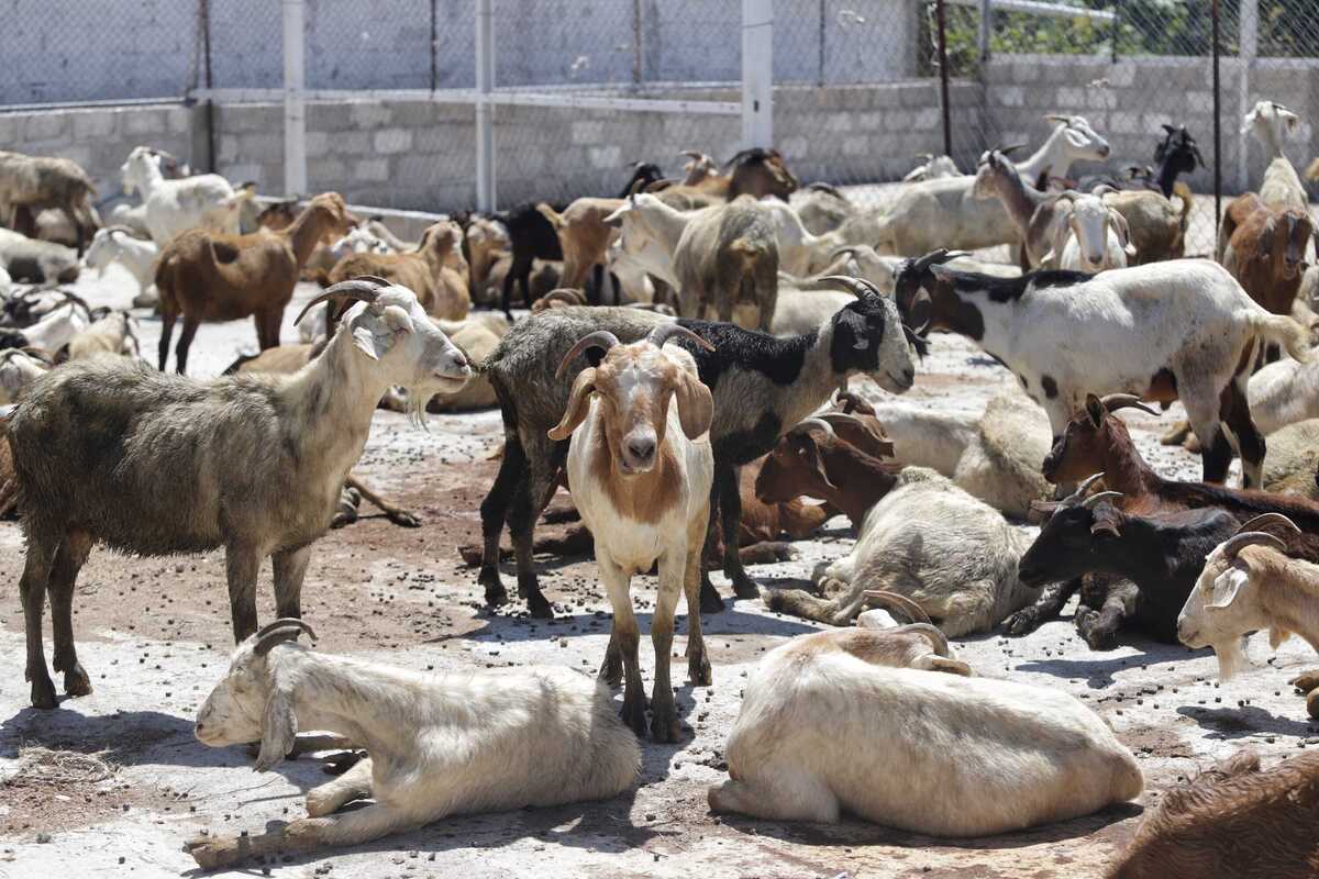 Ganaderos en Tehuacán prevén reactivación económica favorable con temporada de sacrificio | Especial