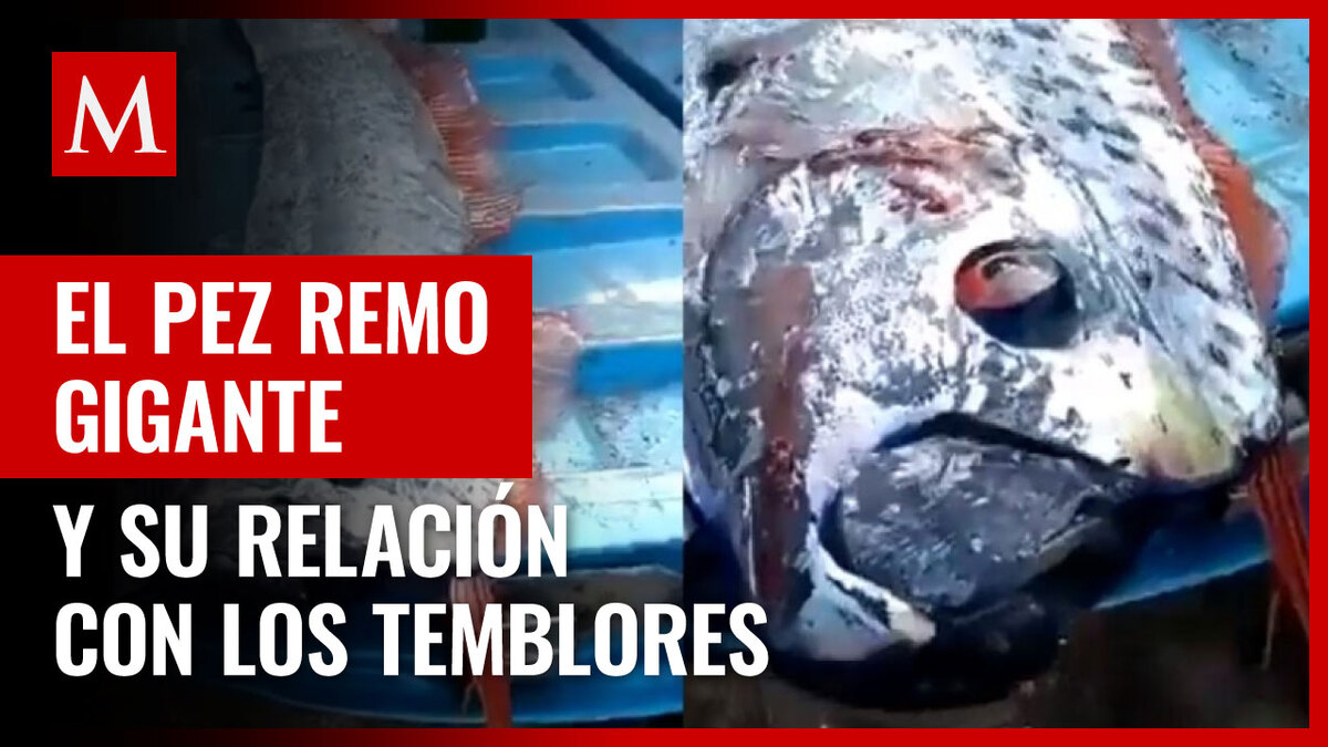 Este es el pez relacionado a los temblores y tsunamis en México