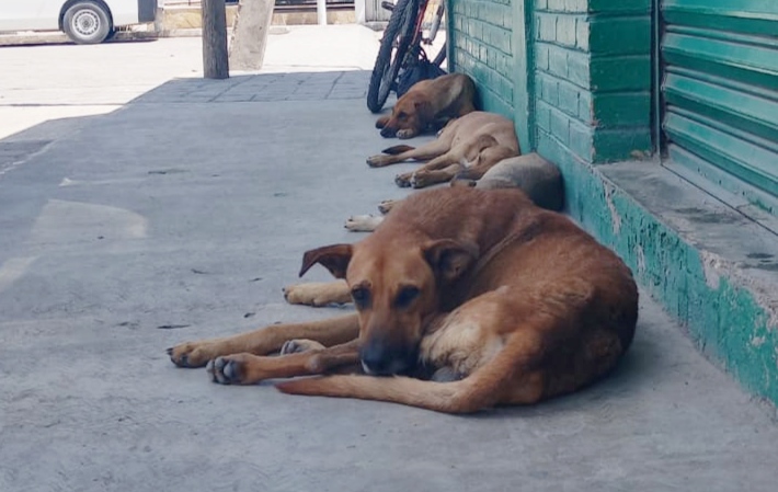 Hay 87 denuncias más por maltrato animal en Tehuacán | Especial