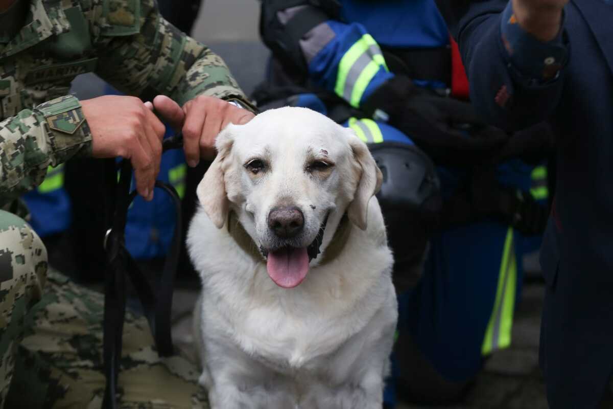 La perrita 'Frida' acudió a su homenaje, luego de que se anunciara su retiro. (Araceli López)