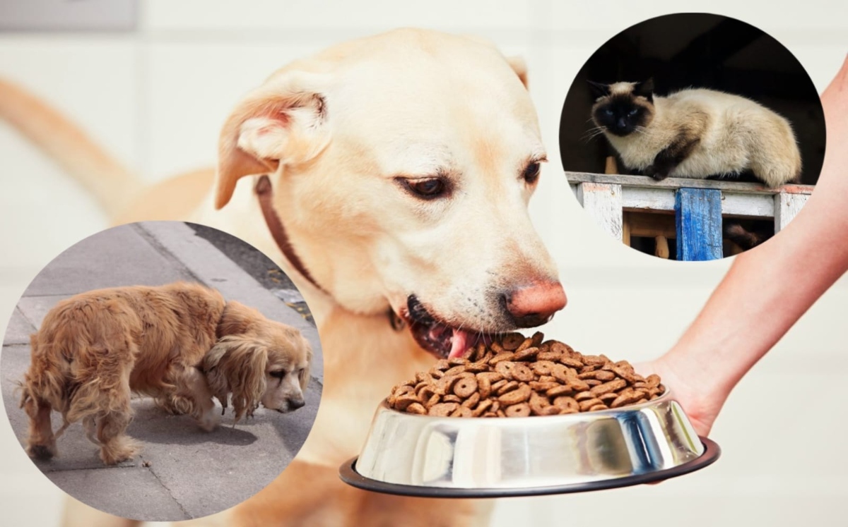 BUAP Librerías invitan a donar croquetas para perros y gatos | (Shutterstock/ Melanie Torres/ Agencia Enfoque)