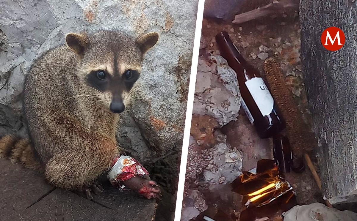Captan a mapache lastimado y con una lata de aluminio en su patita en escolleras de Miramar