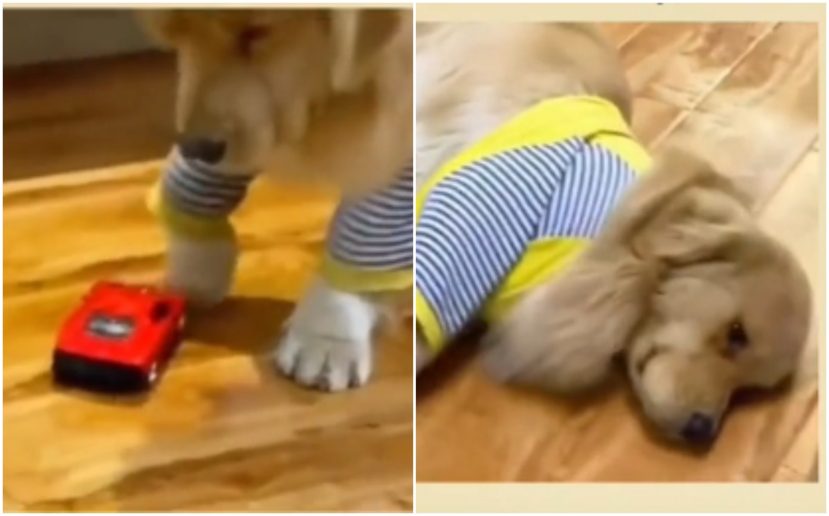 Perrito es golpeado por juguete | Captura