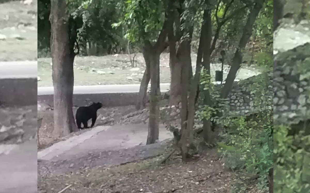 Captan osezno en parque río La Silla. Foto: Especial