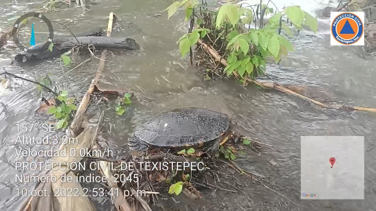 Aves, reptiles y peces fueron localizados muertos en los cuerpos de agua contaminados. | Protección Civil Texistepec