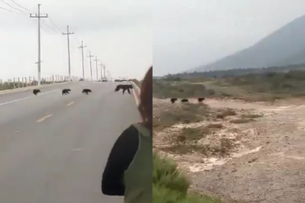 Los osos apresuraron su paso y la madre de los pequeños vigilaba como corrían detrás de ella. | Especial