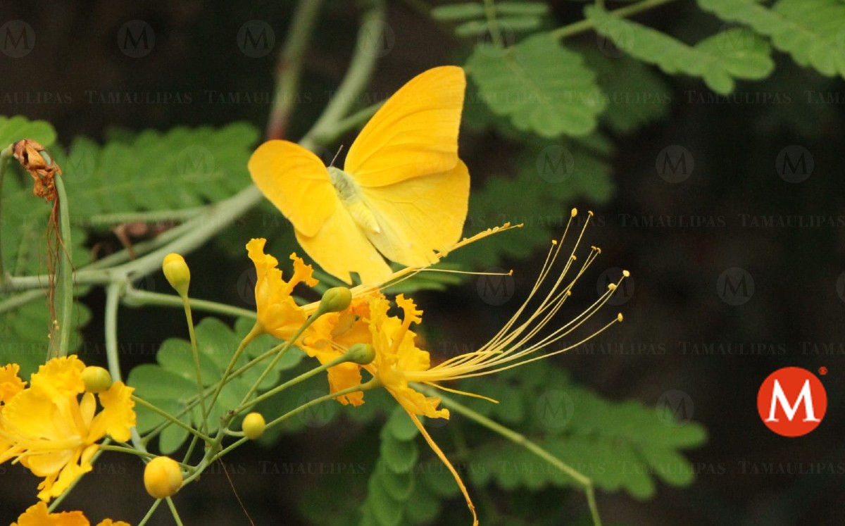 Mariposa amarilla en Tampico. (Sergio Sánchez)