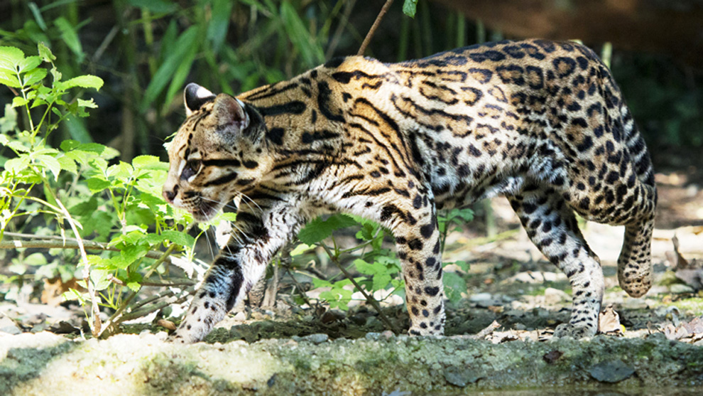 El Ocelote es una especie en peligro de extinción. (UNAM)