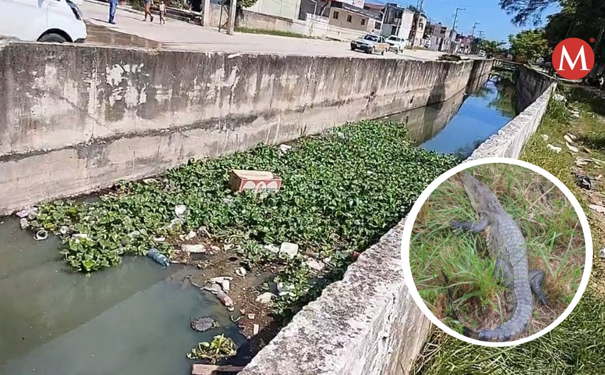 Presencia de cocodrilos en canal pone en riesgo a menores de Altamira