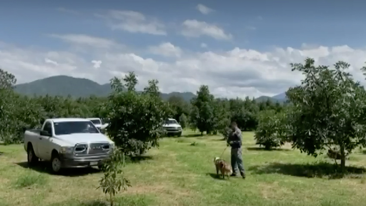 Perro descubre fosa clandestina en Michoacán