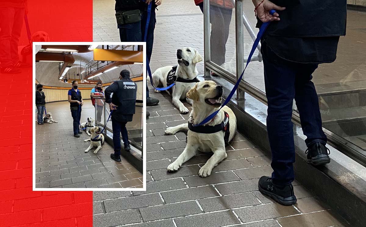 Perros guía en entrenamiento fueron desalojados del metro CdMx (Twitter)