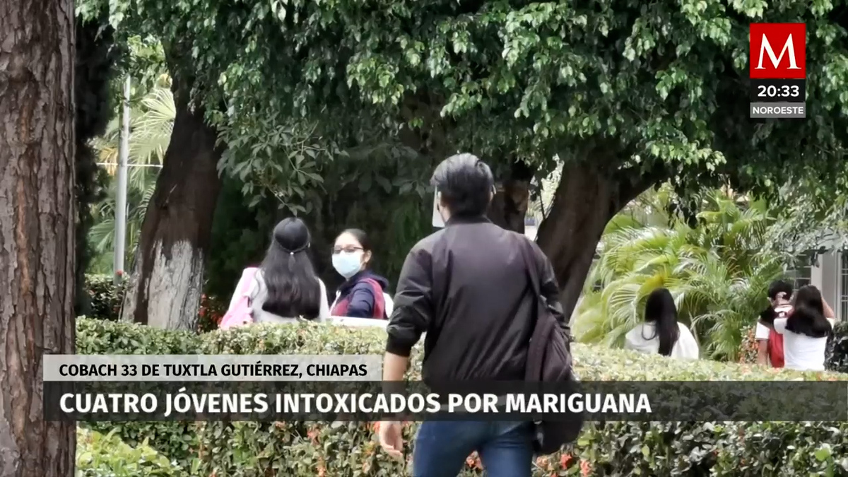 En Chiapas, reportan 7 casos de intoxicación por marihuana en Cobach