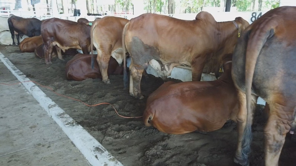 Venta ilegal de aretes propicia contrabando de ganado en México Grupo