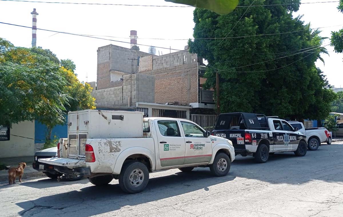 Los perros tuvieron que ser capturados por Control Canino. (Especial)