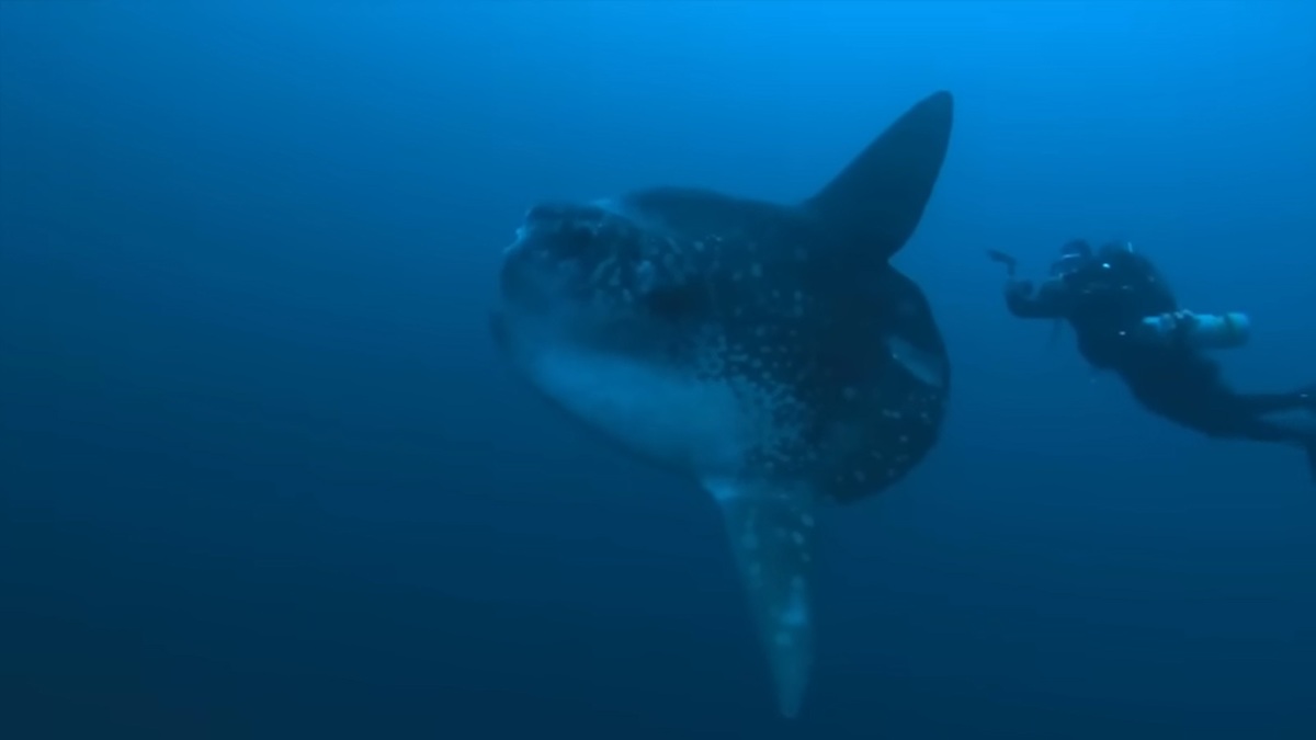 Pez luna gigante Mola alexandrini.