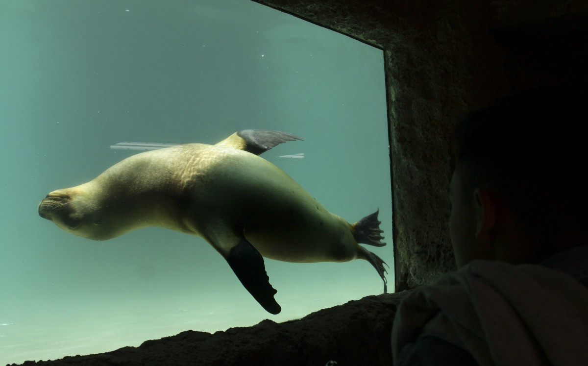 Una foca en el zoológico de San Juan Aragón.| Cuartoscuro/ Archivo