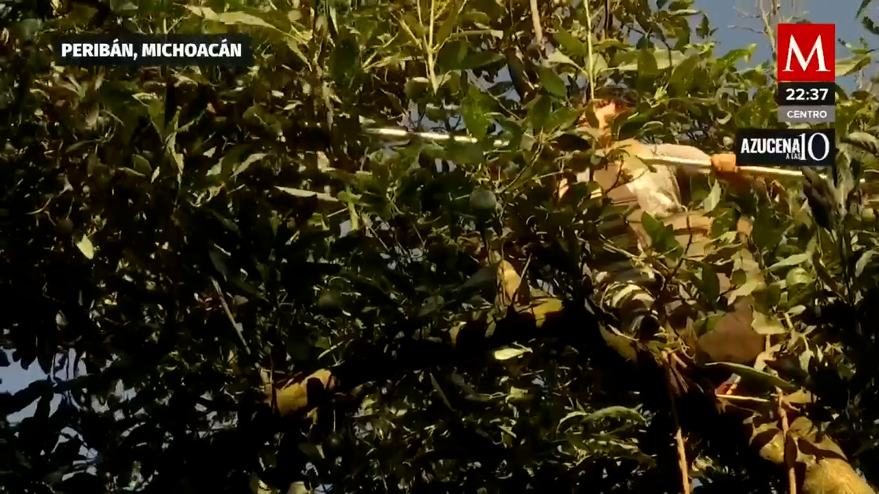Los aguacateros de Michoacán no cuentan con prestaciones o seguro