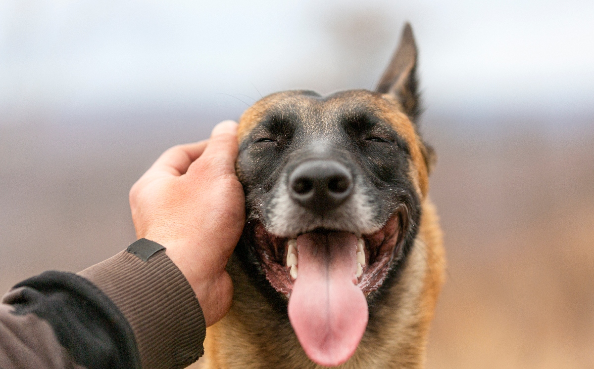 Los animales de compañía deben de tener un trato digno y respetuoso. | Shutterstock