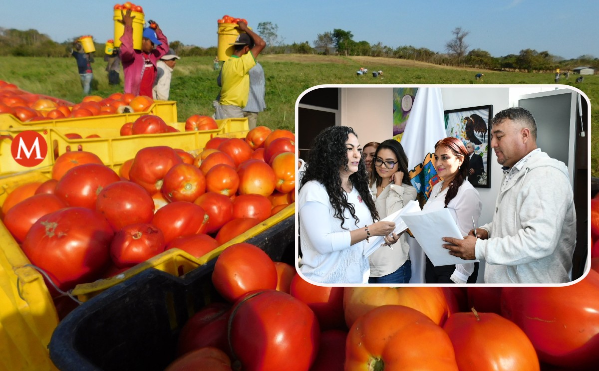 Grupo de tamaulipecos estarán en la cosecha de tomate en Florida.