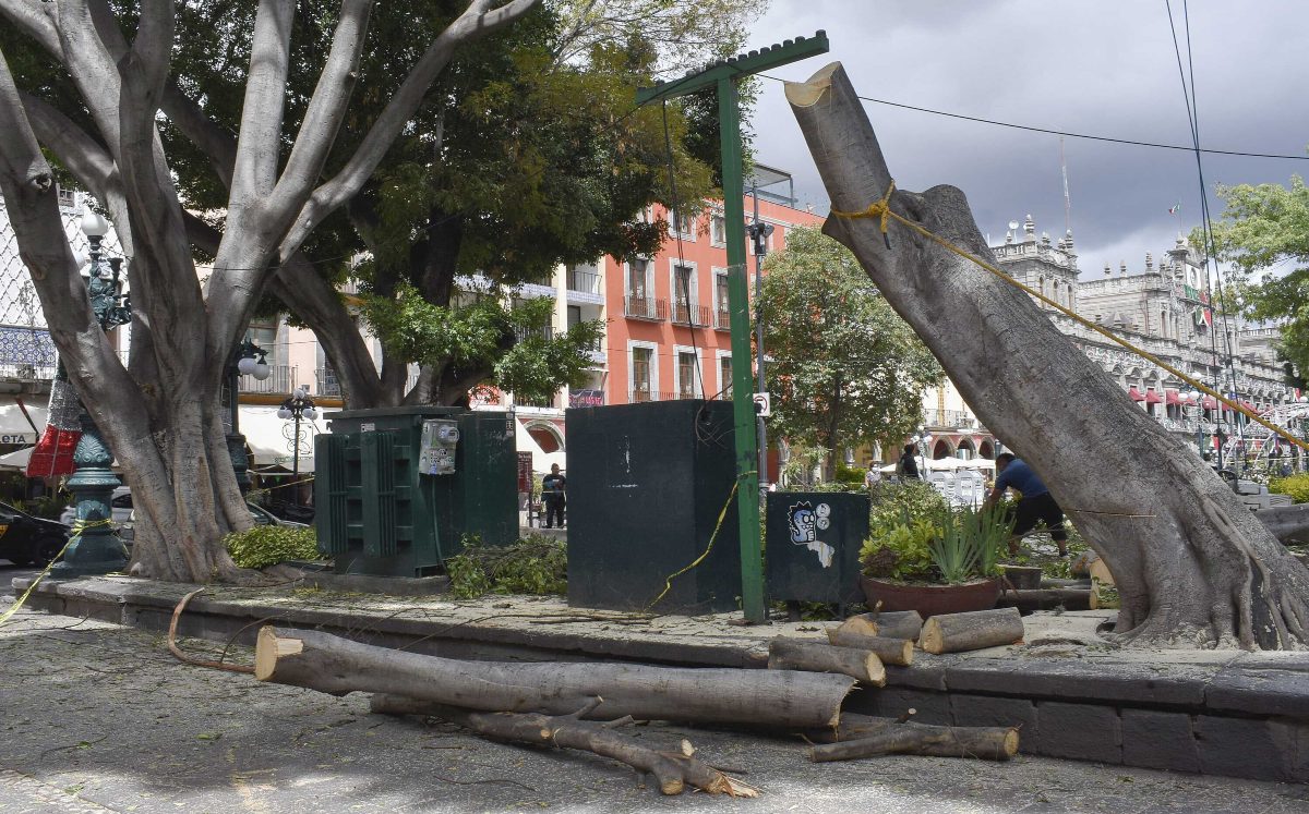 Retiro de árboles en el Zócalo de Puebla | Agencia Enfoque