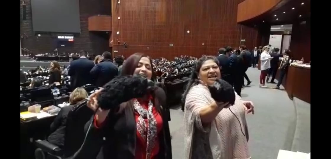 Susana Prieto y Olga Leticia Chávez usan ratas de utilería | Captura