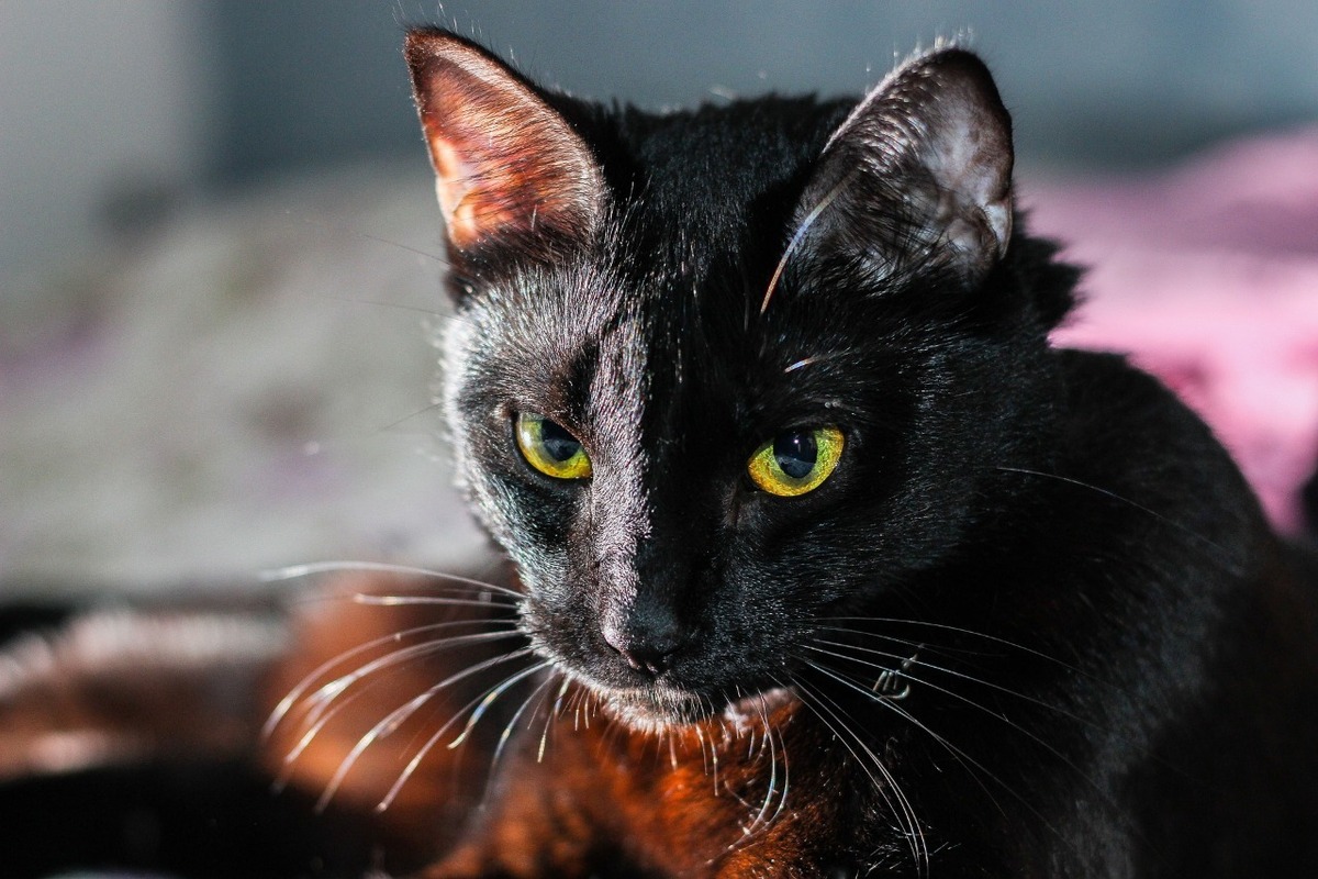 Cancelan adopciones de gatos negros en octubre. (Especial)