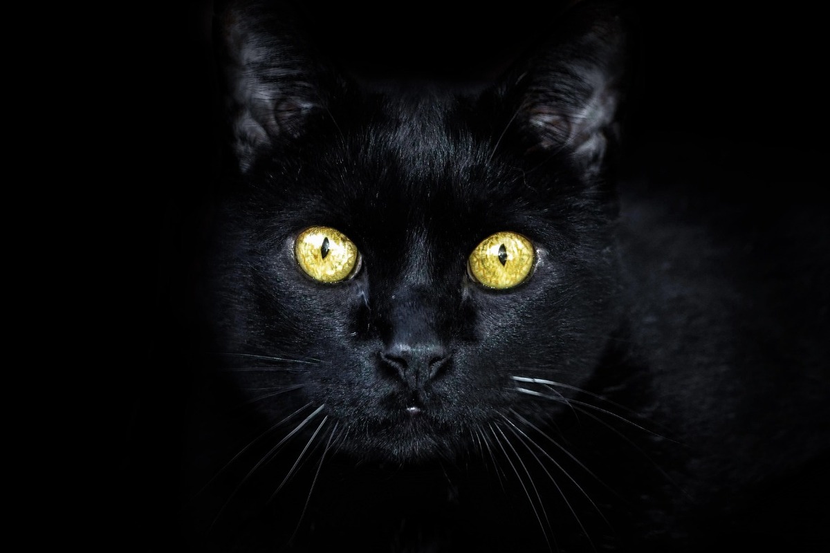 Gato negro. (Especial)
