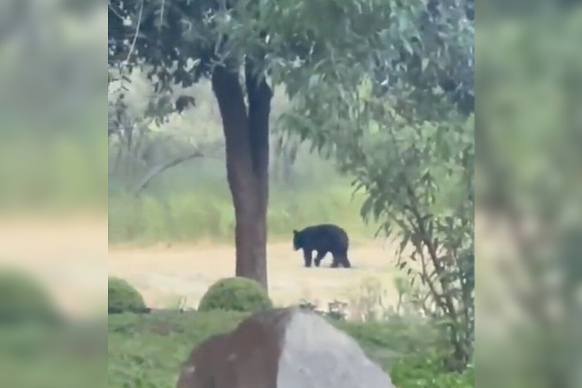 Durante la mañana de este sábado fue que se reportó la presencia del gran oso. Foto: Especial