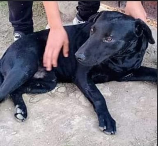 Presunto perro victima de maltrato animal en Tulancingo (Especial)