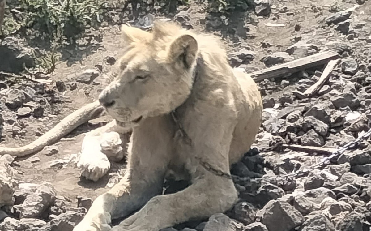 El animal fue trasladado a unas instalaciones adecuadas.| Especial