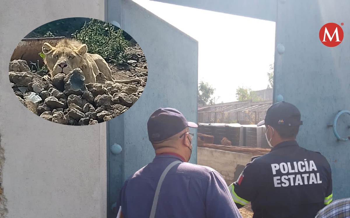 El felino fue encontrado en una vivienda de la colonia San Pablo Atlazalpan, Justo en el barrio de Axalco. | Especial
