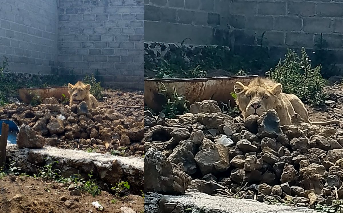 El felino no era atendido, ni alimentado.