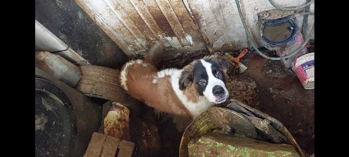 Los vecinos reportaron el hecho por lo que ya se trabaja en el rescate de los perritos. (Especial)