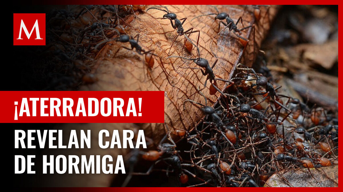 Revelan aterradora imagen del rostro de una hormiga