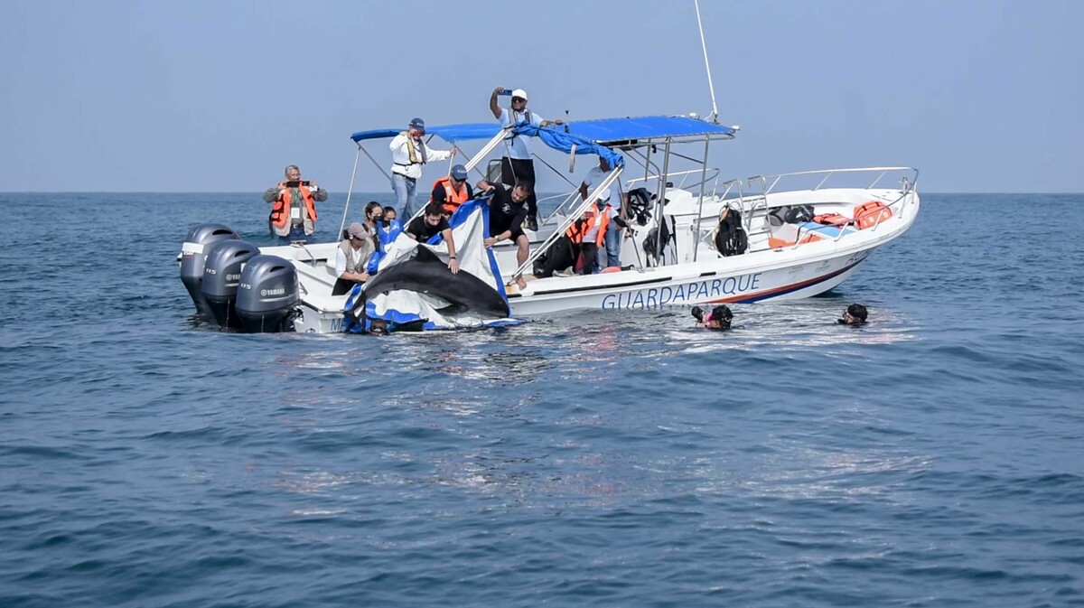 El delfín estuvo en cuidados intensivos con personal del Aquarium de Veracruz. | Especial