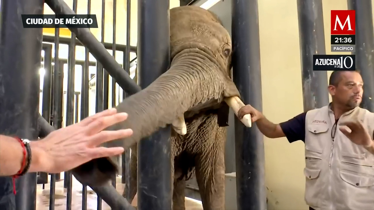 Elefanta-Ely en-zoológico-Aragón-de CdMx-podría ser-llevada a-Brasil