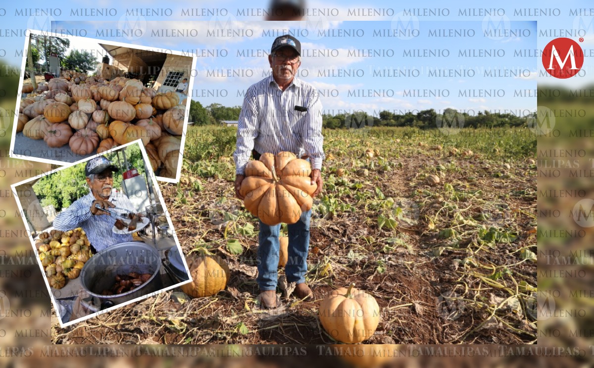 Por Xantolo, cosecha de calabazas llega a campos de Altamira- Grupo Milenio