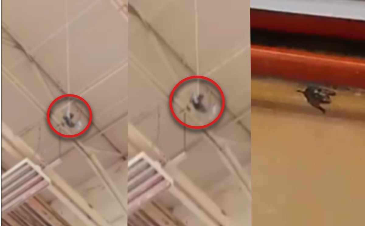 El animal se había quedado atrapado días antes en la tienda. (Especial)